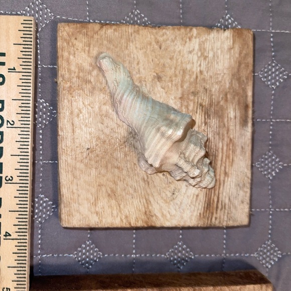 Set of 2 ocean shells rustic frames - Picture 7 of 7